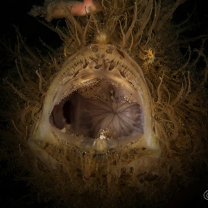 Hairy Frogfish ( Yawning )