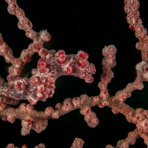 Pygmy Seahorse