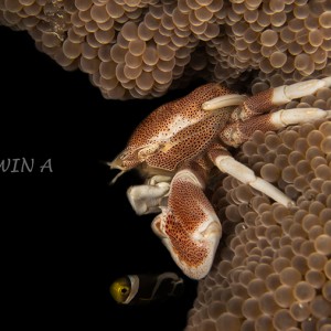 Porcelain Crab