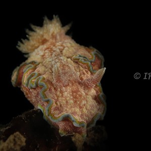 Nudibranch ( Glossodoris Cincta )