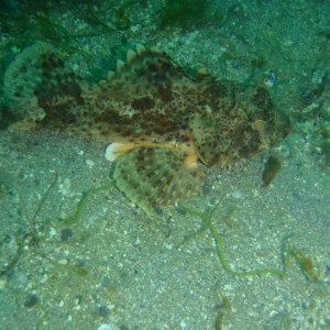 California Scorpionfish