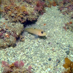 Blackeye Goby