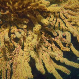 Gorgonian