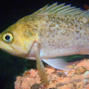 Rockfish