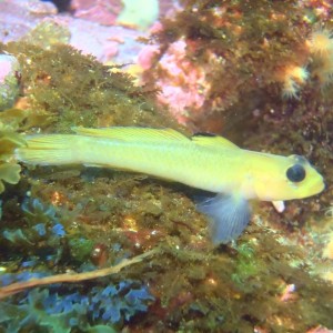 Blackeye Goby