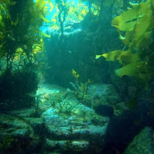 Ship Rock Reef Structure