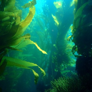 Giant Kelp