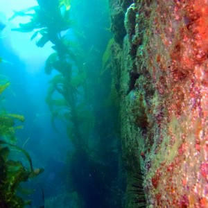 Reef Wall