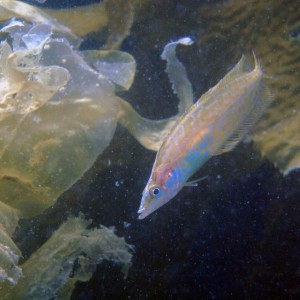 Giant Kelp fish