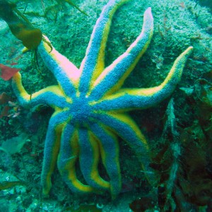 Solaster Stimpsoni