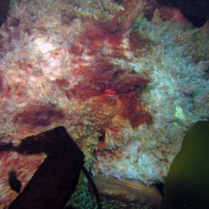 Giant Pacific Octopus