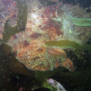 Giant Pacific Octopus