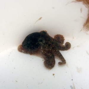 baby octopus