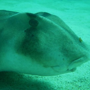 Horn shark