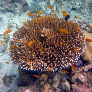 Koh Lipe Satun Thailand01