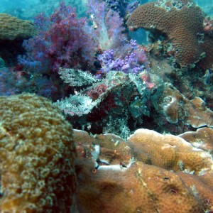 koh Lipe Satun Thailand