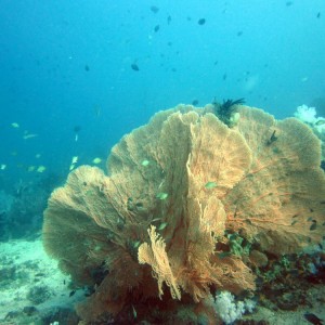 Koh Lipe Satun Thailand