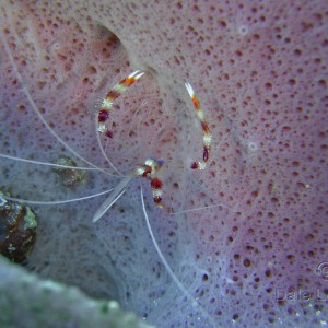 Banded Coral shrimp
