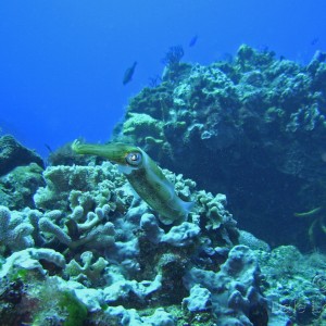 Cozumel Caribbean reef squid