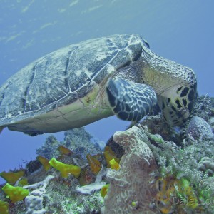 Cozumel Hawksbill turtle