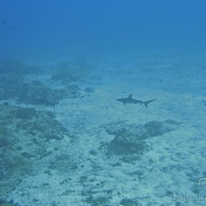 Cozumel Blacktip reef sharks