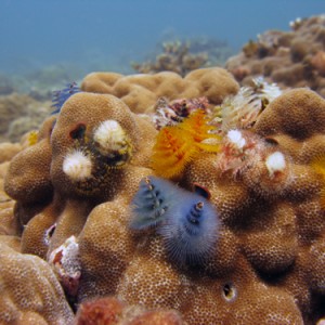 Dive Nha Trang