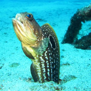 Dive Nha Trang