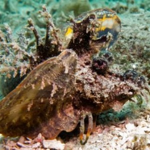 Marine life around the Gili Islands Lombok Indonesia