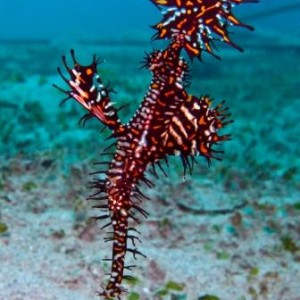 Marine life around the Gili Islands Lombok Indonesia