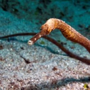 Marine life Gili Islands Lombok Indonesia