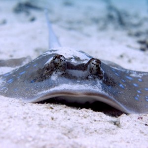 Marine life Gili Islands Lombok Indonesia