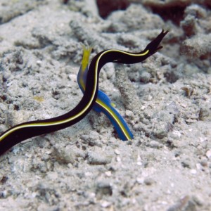 Marine life Gili islands Lombok Indonesia