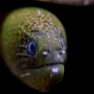 Marine life Gili Islands