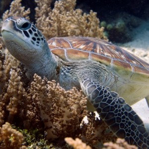 Marine Life Gili Islands Lombok Indonesia