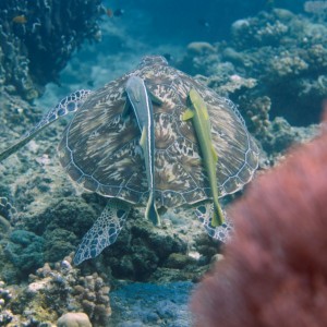 Marine life Gili Islands Lombok Indonesia