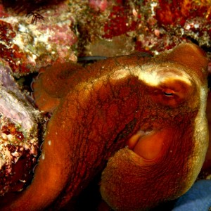 Angry reef octo
