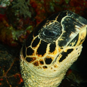 Turtle portrait