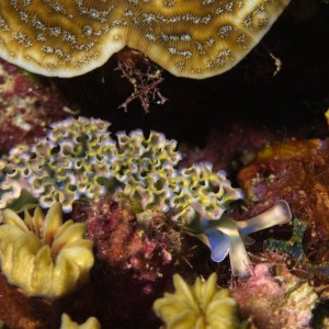 Colorful Lettuce Sea Slug