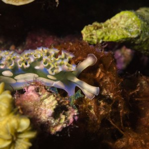 Head section of the same Lettuce Sea Slug