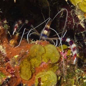 Red-banded cleaning shrimp