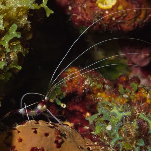 Red-banded cleaning shrimp (juvenile?)