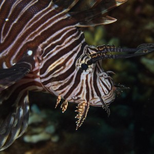 Head of the Lionfish