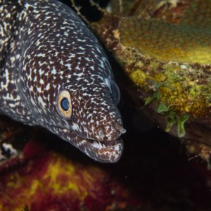 Spotted Muray Eel