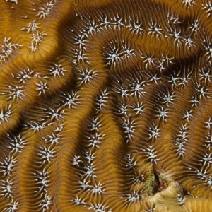 Detail of Plate Coral