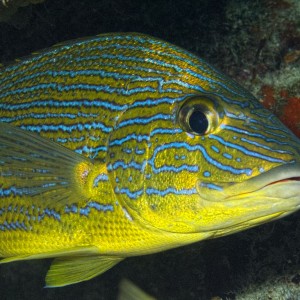 Blue-striped Grunt