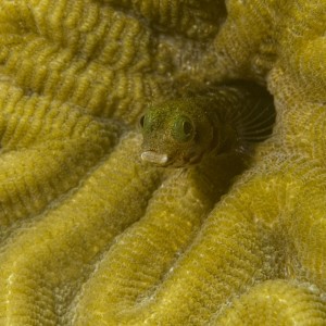 Blenny living in a Brain Coral