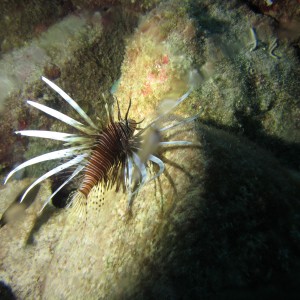 The dastardly lionfish (Cozumel 2012)