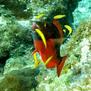 Stoplight Parrotfish cleaning up (Cozumel 2012)