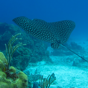 Spotted Eagle Ray (Phil Bell vid cap Cozumel 2012)