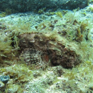 Scorpionfish (Phil Bell photo Cozumel 2012)